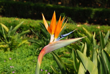 Image showing Beautiful strelitzia flower