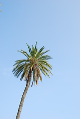 Image showing Palm tree with blue sky background