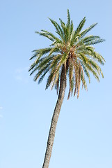 Image showing Palm tree with blue sky background