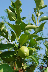 Image showing Unripe lemon