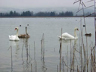 Image showing Swans