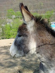 Image showing Donkey