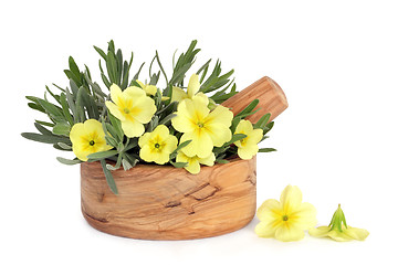 Image showing Primrose Flowers and Lavender Herb Leaves