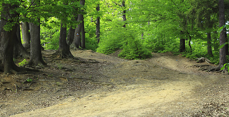 Image showing Path in a green forest