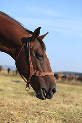 Image showing Profile Of A Horse