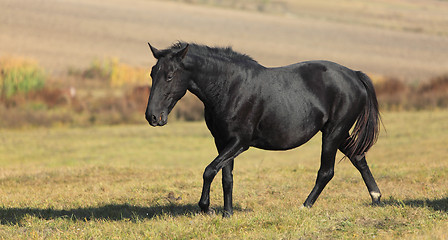 Image showing Horse