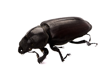 Image showing black bug