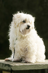 Image showing Maltese Terrier