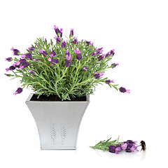 Image showing  Lavender Herb and Bumblebee