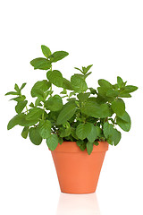 Image showing Mint Herb