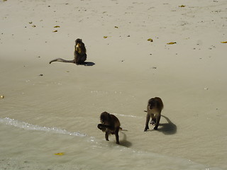 Image showing Monkey Beach In Thailand