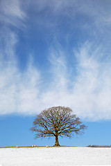 Image showing Oak Tree in Snow Landscape