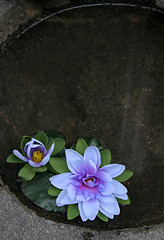 Image showing Floating flowers