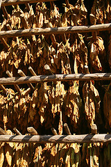 Image showing Tobacco leaves drying in the barn. Vinales, Cuba