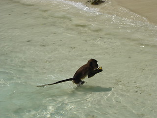 Image showing Monkey Beach, Thailand