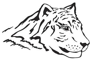 Image showing Tiger head