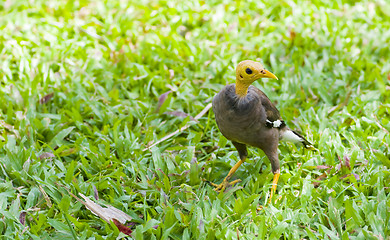 Image showing a common myna with bold head