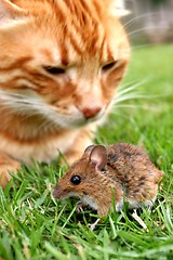 Image showing Cat and Mouse