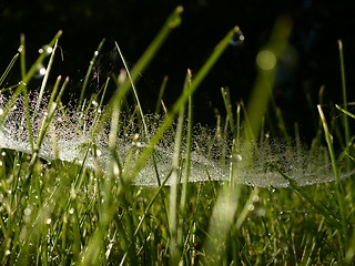 Image showing Dewy grass