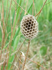 Image showing Honeycomb