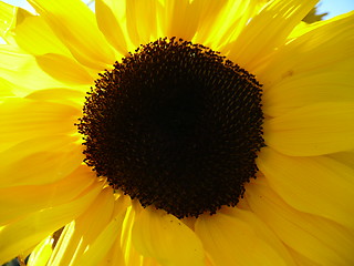 Image showing Sunflower