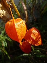 Image showing Flower