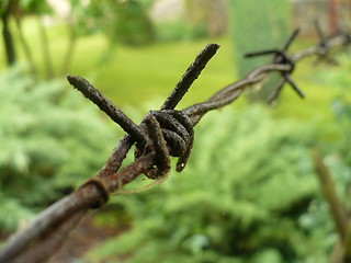 Image showing Barded wire