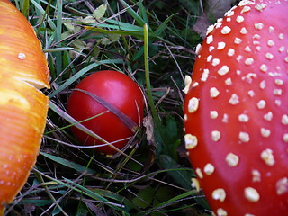 Image showing Mushroom