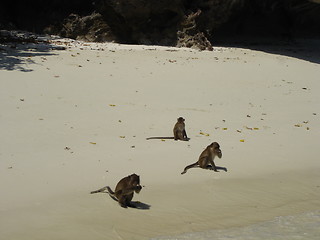 Image showing Monkey Beach In Thailand