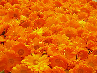 Image showing Flowers Background