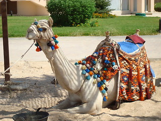 Image showing camel