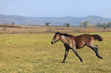 Image showing Foal running