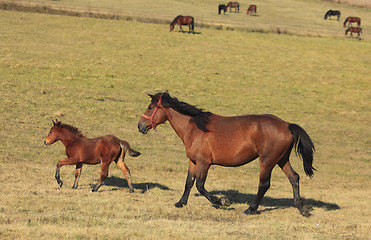 Image showing Horses trotting