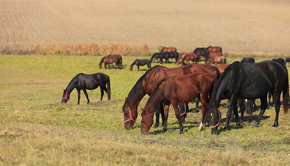 Image showing Herd of horses grazing