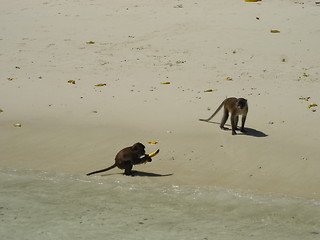 Image showing Monkey Beach In Thailand