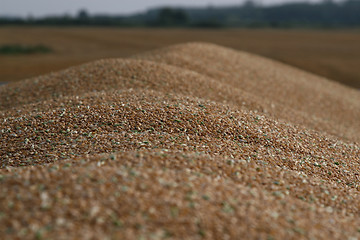 Image showing Grain