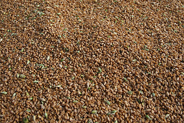 Image showing Grain
