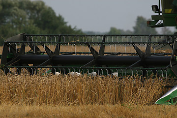 Image showing Harvesting