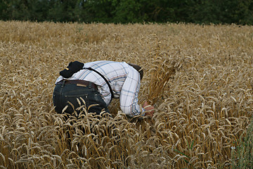 Image showing Farmer before harvesting