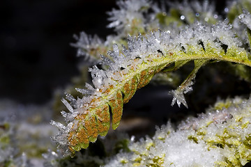 Image showing frosty firn