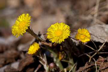 Image showing tussilago farfare