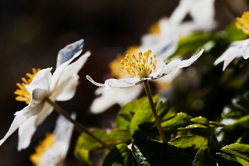 Image showing wood anemones