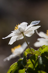 Image showing wood anemones