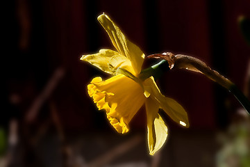 Image showing daffodil