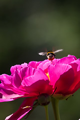 Image showing flying bumble bee