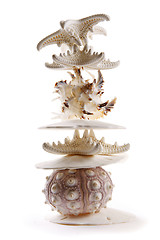 Image showing Seashells in a Stack