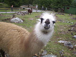 Image showing Llama