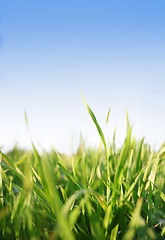 Image showing green grass,blu sky