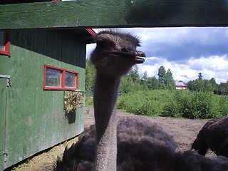 Image showing Ostrich