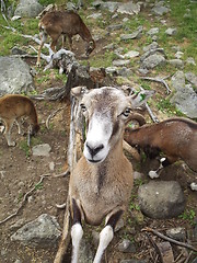 Image showing Goat